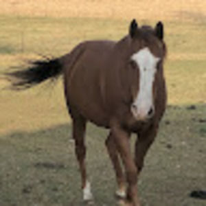 Meet your Posher, Hadley